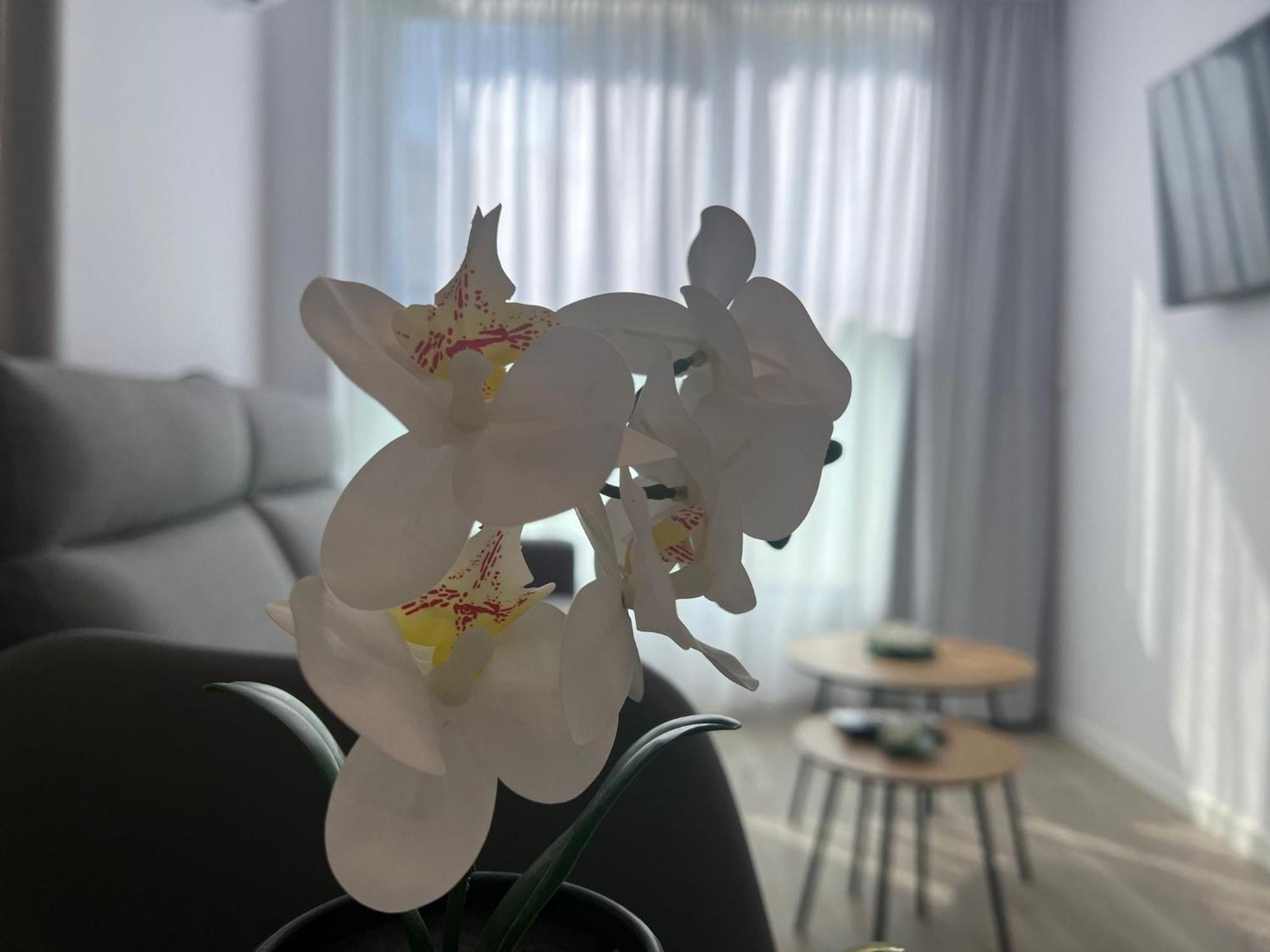בנידורם Apartamentos Aurea Pal 8 Y Gran Atenea Esperanto 5 מראה חיצוני תמונה